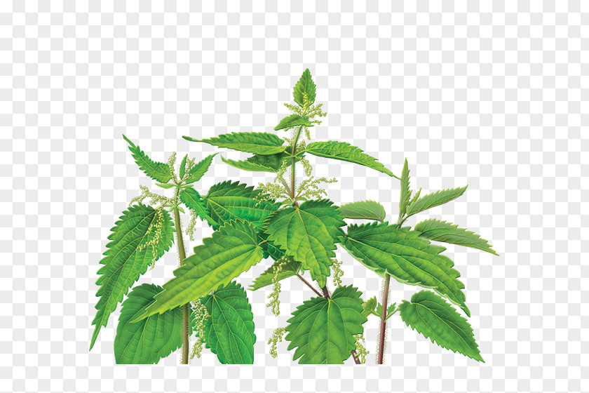 Herb Dietary Supplement Common Nettle Herbalism Health PNG