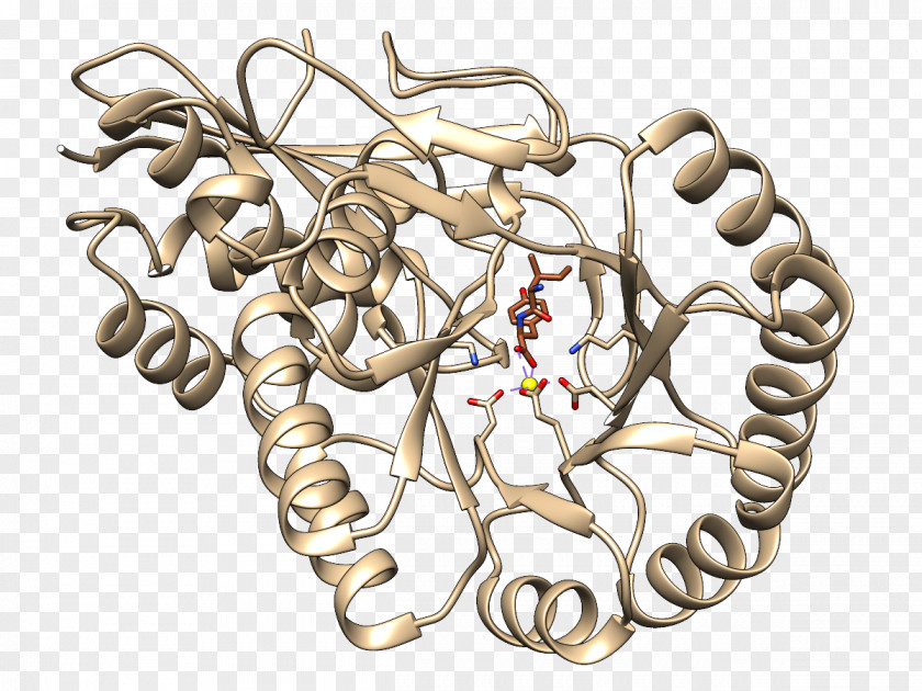 Meng Da Epimerase And Racemase Mandelate Enzyme Substrate Dipeptide PNG