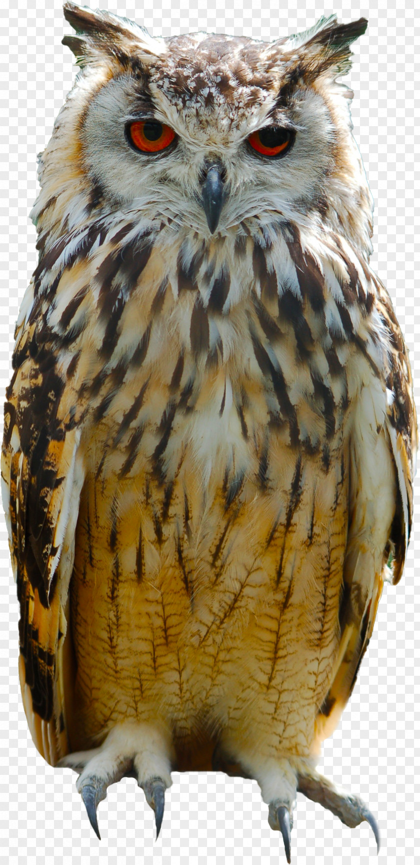 Owl Great Horned Bird Eurasian Eagle-owl Columbidae PNG
