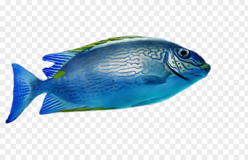 Rayfinned Fish Marine Biology Blue Pomacentridae Parrotfish PNG