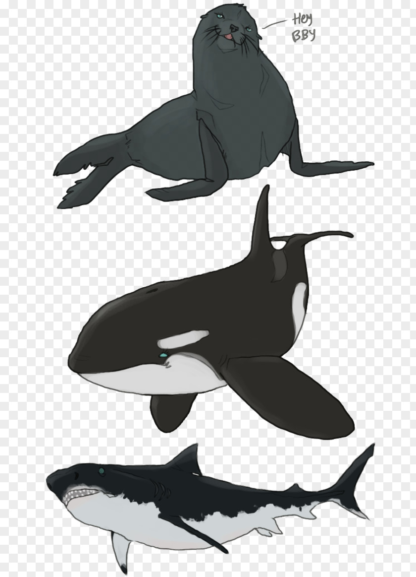 Underwater Creatures Killer Whale Dolphin Flightless Bird Beak PNG