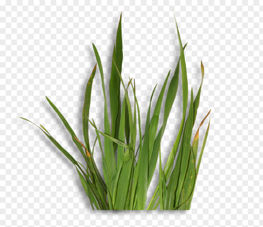 Cai Sweet Grass Welsh Cuisine Allium Fistulosum Wheatgrass Commodity PNG