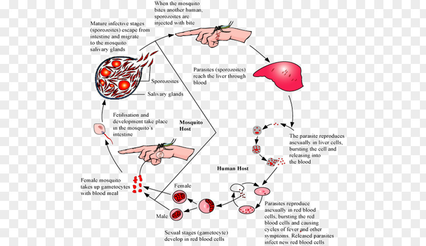 Female Reproductive System Mosquito Plasmodium Falciparum Malaria Parasite P. Vivax Parasitism PNG