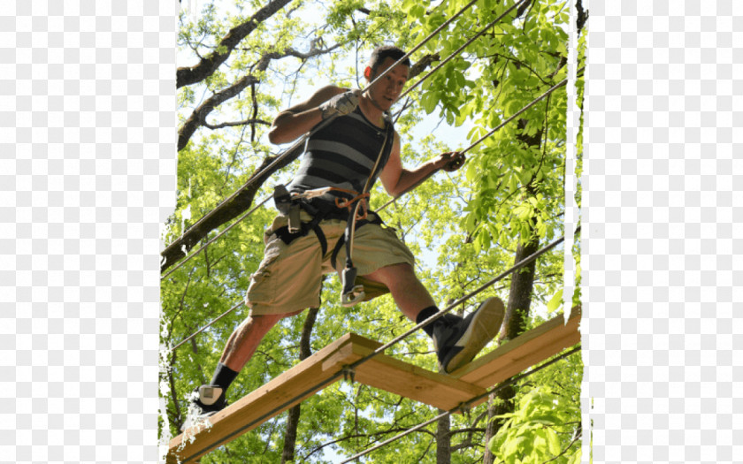 Tree Bristol Sevierville Ropes Course Adventure PNG