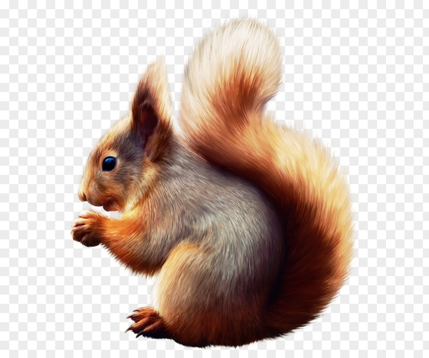 American Red Squirrel Fox Fur PNG