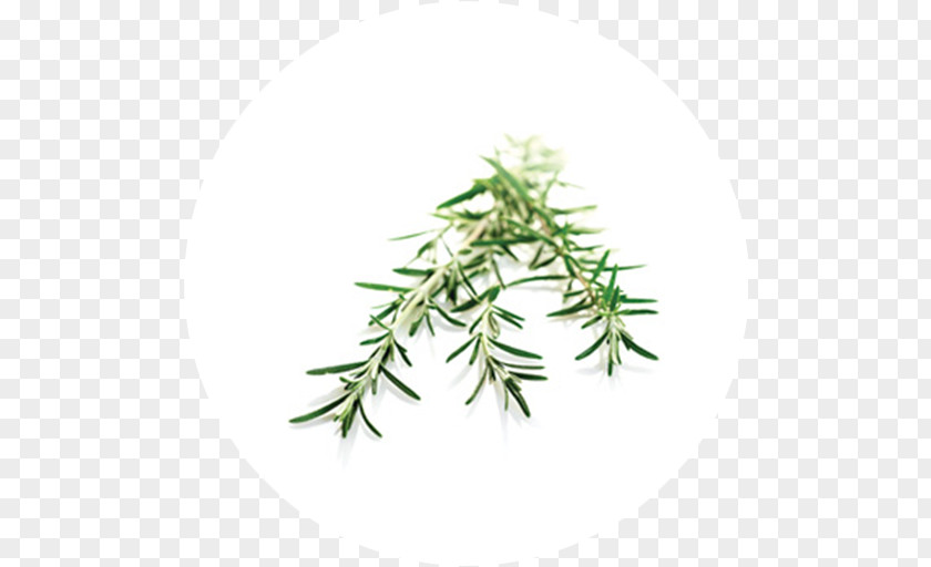 Asteraceae Twig Peppermint Herbalism Plant Stem Hybrid PNG