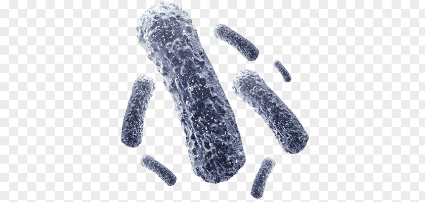 Bacteria PNG clipart PNG