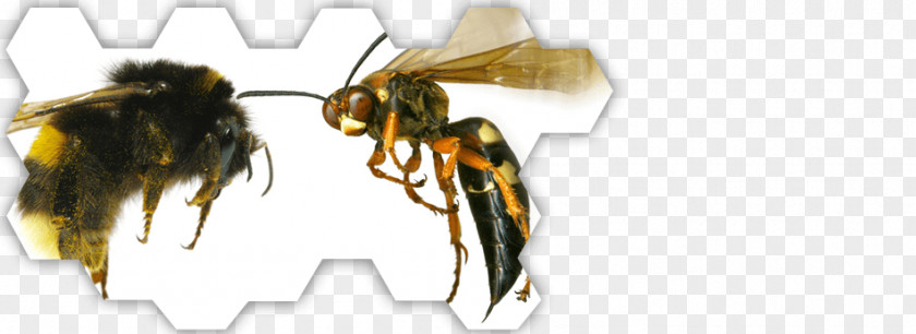 Bee Hornet Honey Wasp Ant PNG