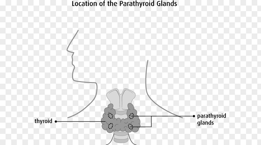 Endocrine System Parathyroid Gland Thyroid Disease Cancer PNG