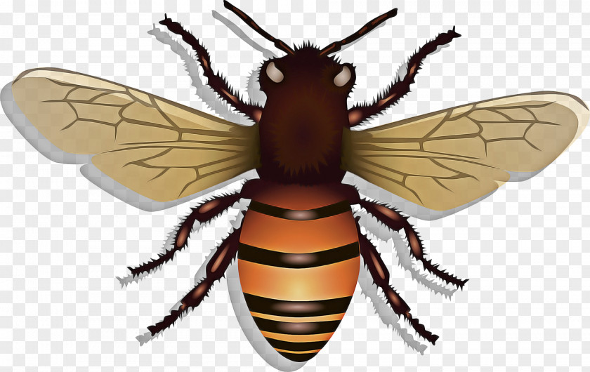 House Fly Beetle Cartoon Bee PNG