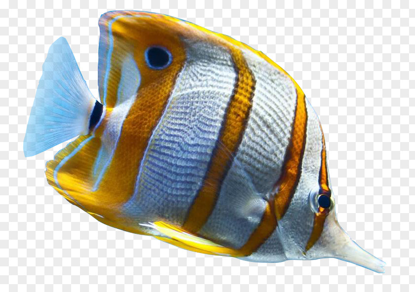 Ikan Koi Tropical Fish Ornamental Sea PNG