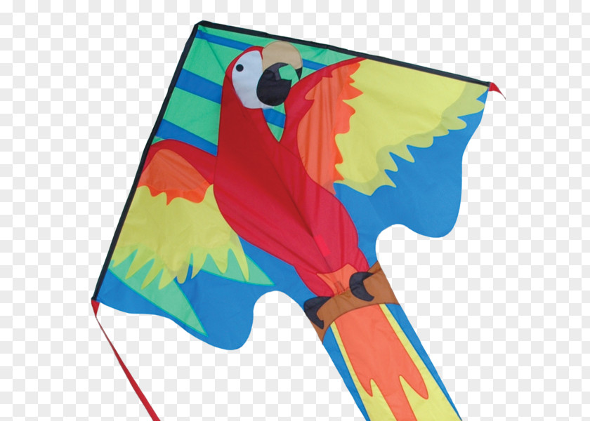 St. Augustine Kitesurfing Macaw Flight PNG