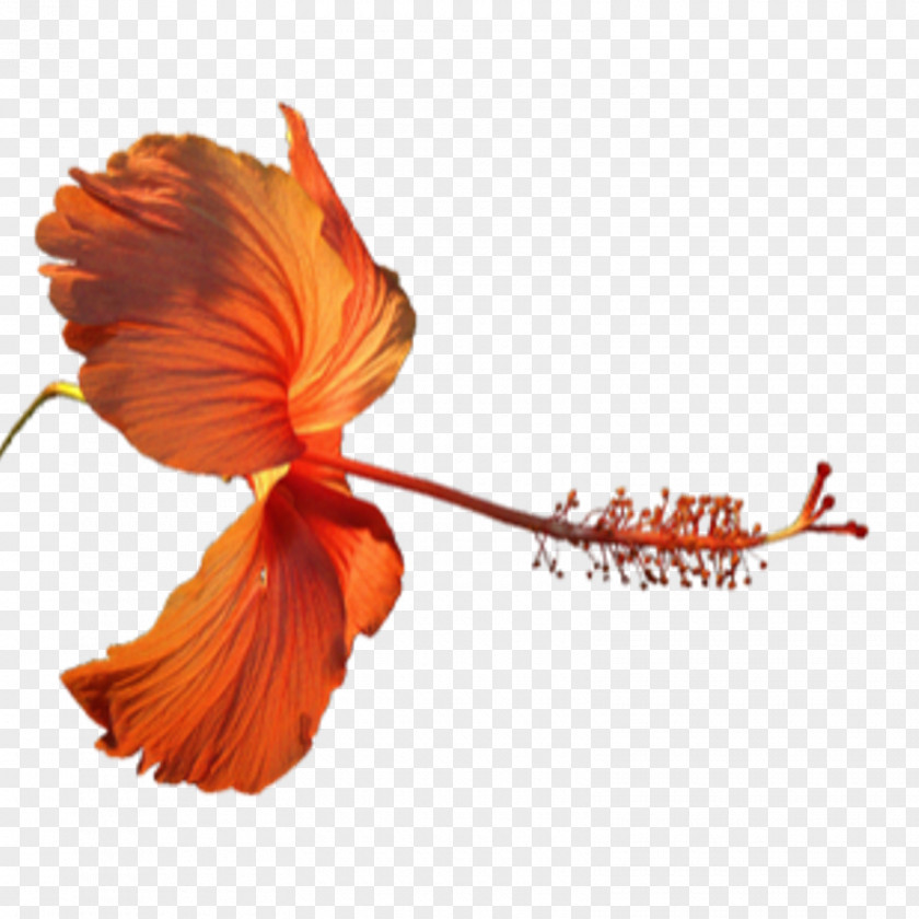Acorn Transparent Background Rosemallows Plant Stem PNG