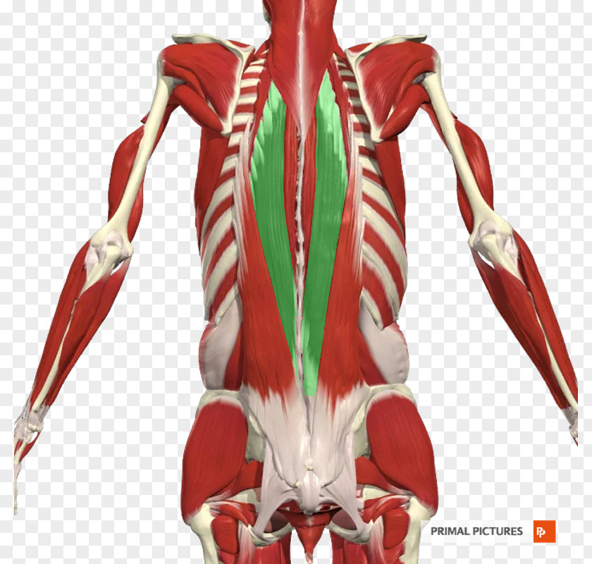 Erector Spinae Muscles Iliocostalis Thoracolumbar Fascia Human Body PNG