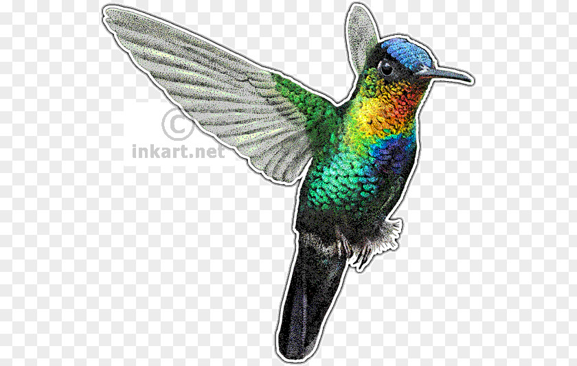 Hummingbird Fiery-throated Drawing Art PNG