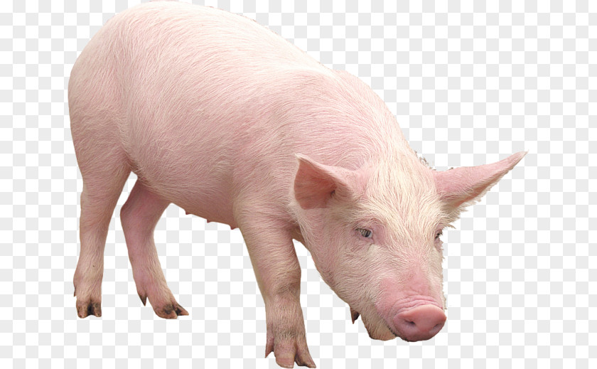 Pig Desktop Wallpaper PNG