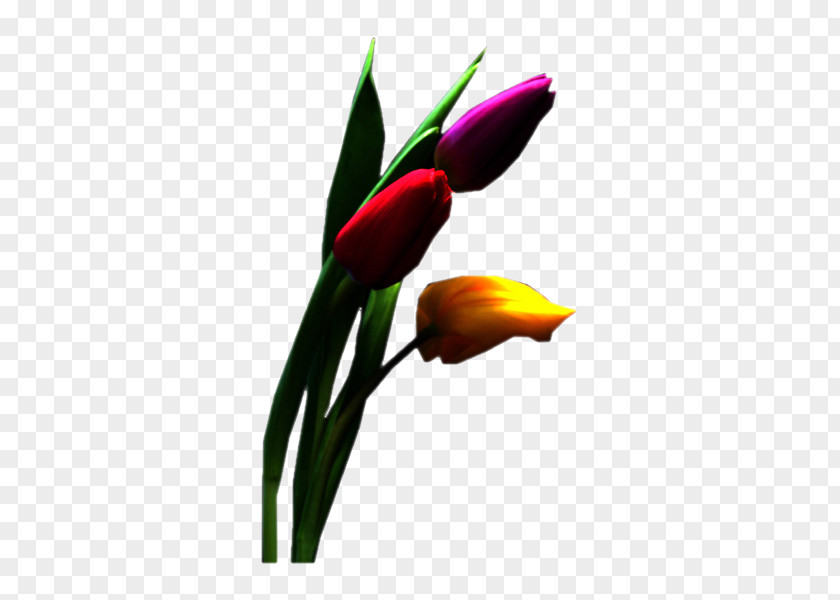 Tulip Cut Flowers Petal Blume PNG