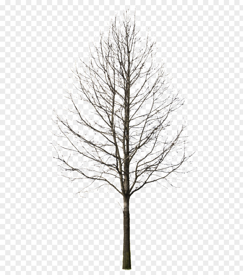 Winter Summer Larch Tree Deciduous PNG
