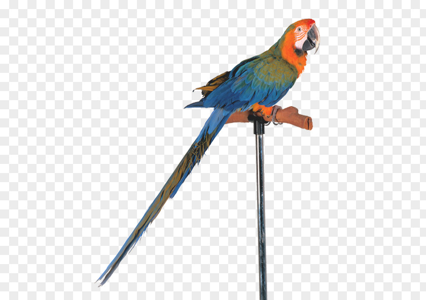 Bird Budgerigar Cockatiel Parakeet Cockatoo PNG