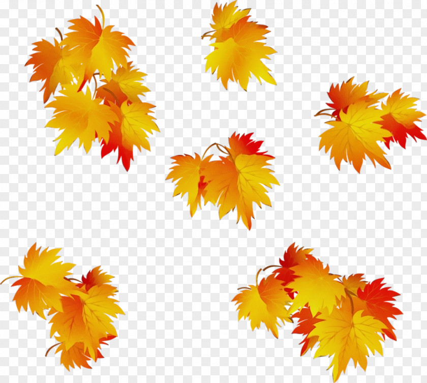 Flower Maple Autumn Leaf Drawing PNG