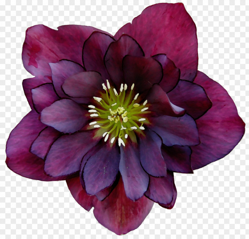 Flower Petal Plant Stem Annual Anemone PNG