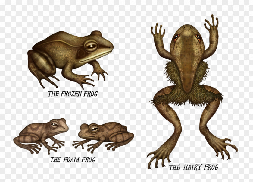 Frog Toad Tree Amphibian American Bullfrog PNG