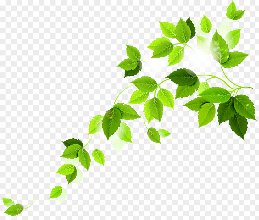 Leafy Vines Vector Graphics Stock Photography Illustration Image Shutterstock PNG