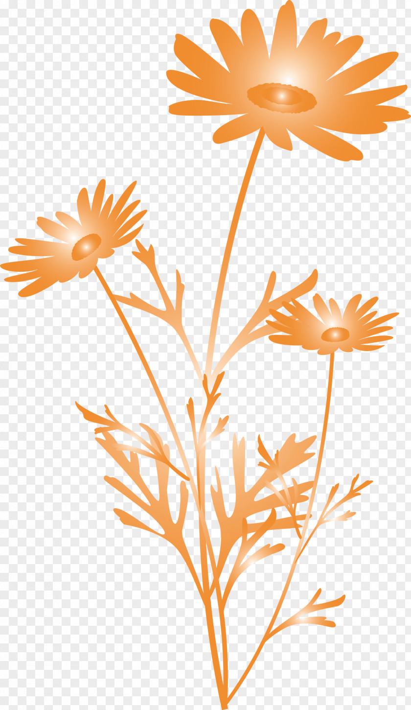 Marguerite Flower Spring PNG