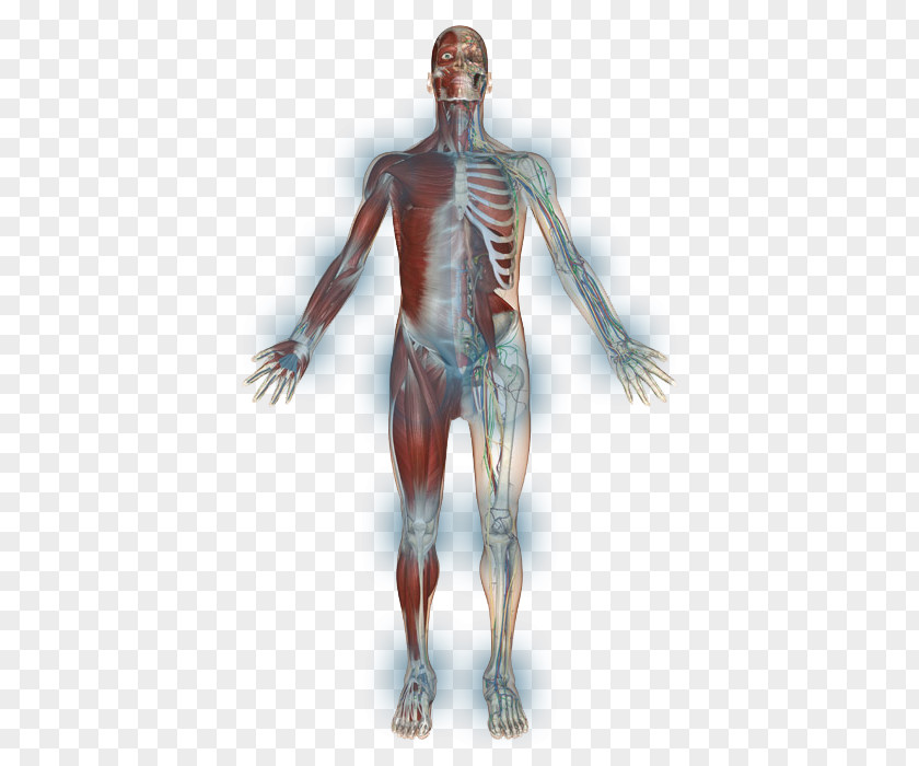Skeleton Shoulder Homo Sapiens Muscle Arm PNG