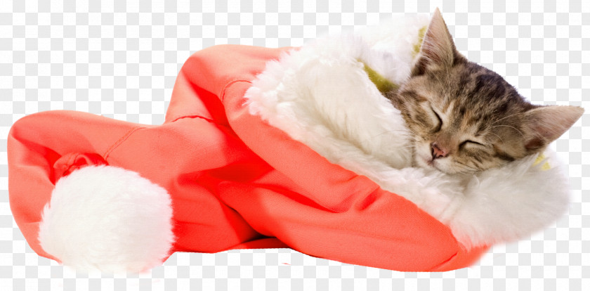 Sleeping Cat Kitten Santa Claus Pet Sitting Christmas PNG