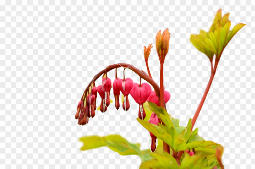 Floral Design PNG