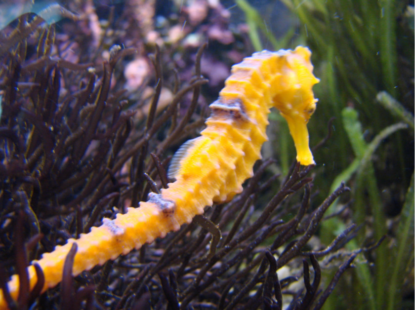 Seahorse Slender Pipefish Project PNG