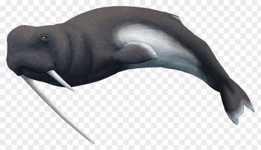 Walrus Sea Lion Odobenocetops Dolphin Cetaceans PNG