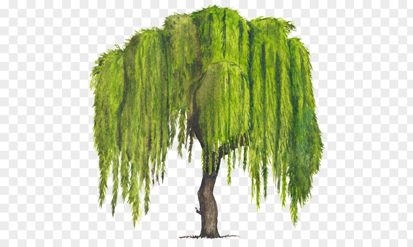 Arboles Tree Weeping Willow Woody Plant Drawing PNG