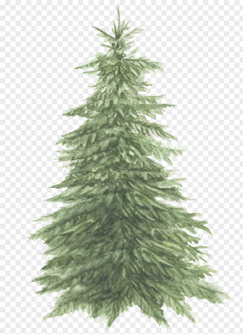 Christmas Tree Spruce Pine The Bedlam Stacks Fir PNG