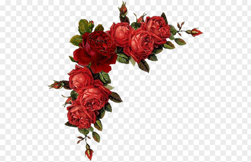 Flower Floral Design Rose Red Clip Art PNG
