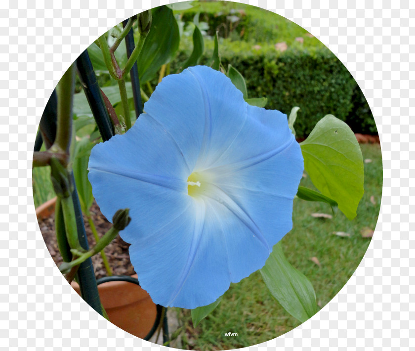 Ipomoea Violacea Cobalt Blue Morning Glory Annual Plant PNG