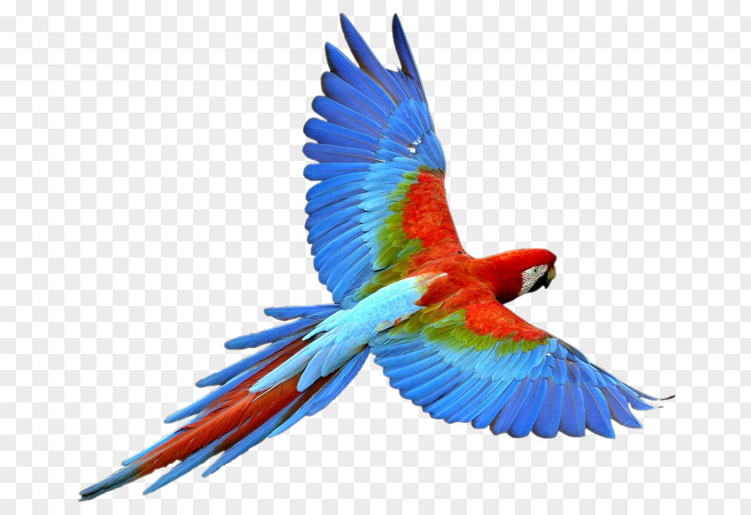 Parrot Bird Macaw PNG