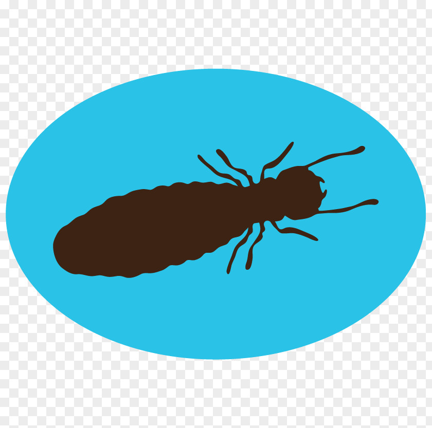 Pest Control Insect Mosquito Termite PNG
