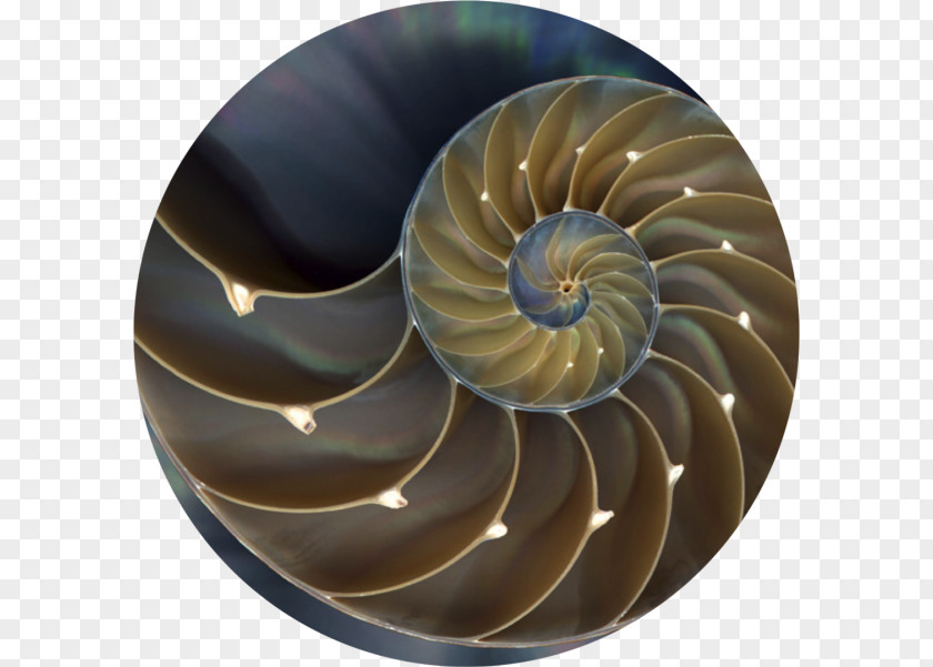 Seashell Nautilidae Chambered Nautilus Golden Ratio Stock Photography PNG