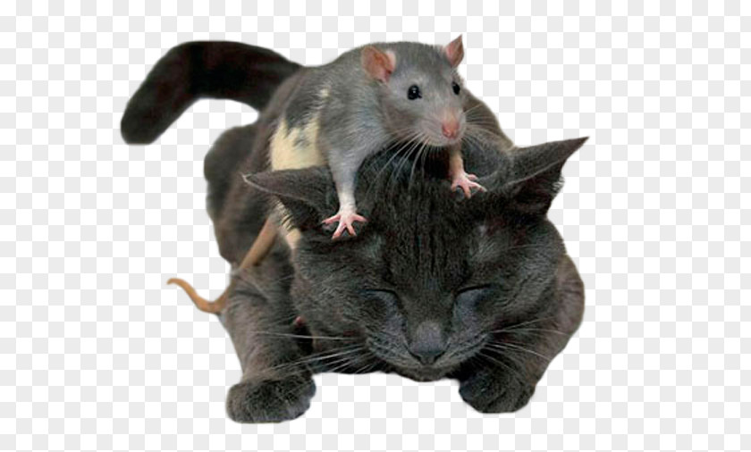 Cat Brown Rat Mouse Kitten Felidae PNG