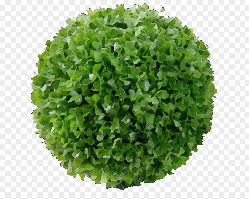Hydrangea Annual Plant Green Grass Leaf Herb PNG