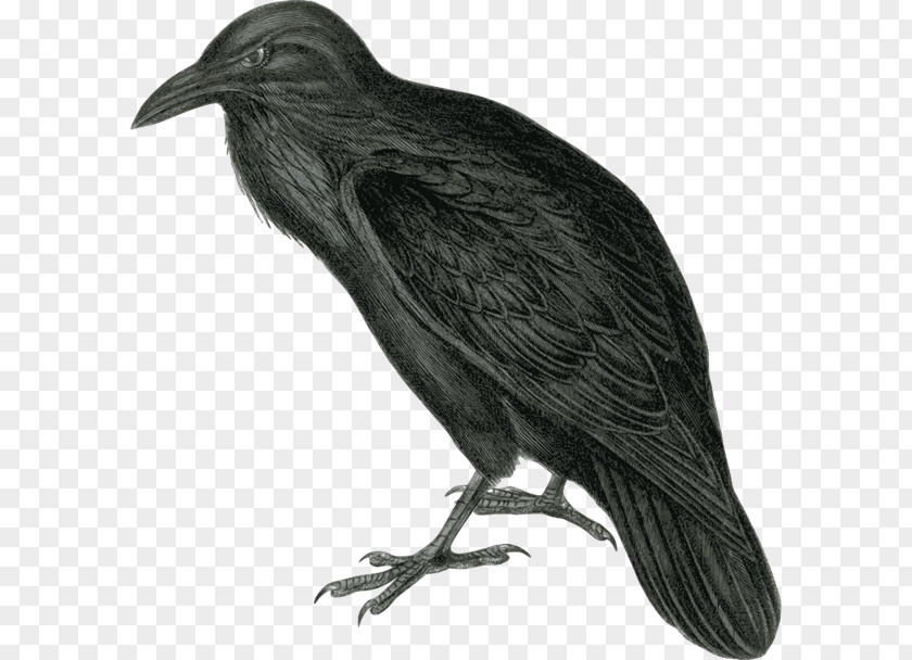 Realistic Birds Cliparts Common Raven The Baltimore Ravens Clip Art PNG