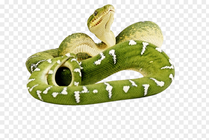 Snake Smooth Green Reptile Vipers PNG