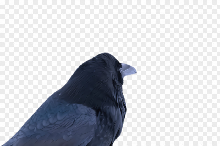 Songbird Perching Bird Blue Crow Beak Crow-like PNG