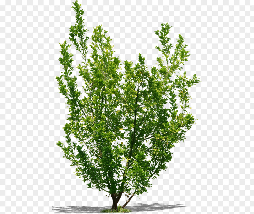 Tree Shrub Twig Brazilian Peppertree Gum Trees PNG