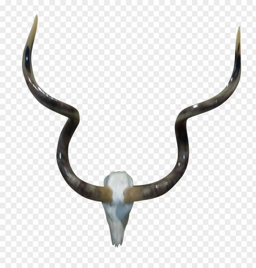 Animal Skulls With Horns Cattle PNG