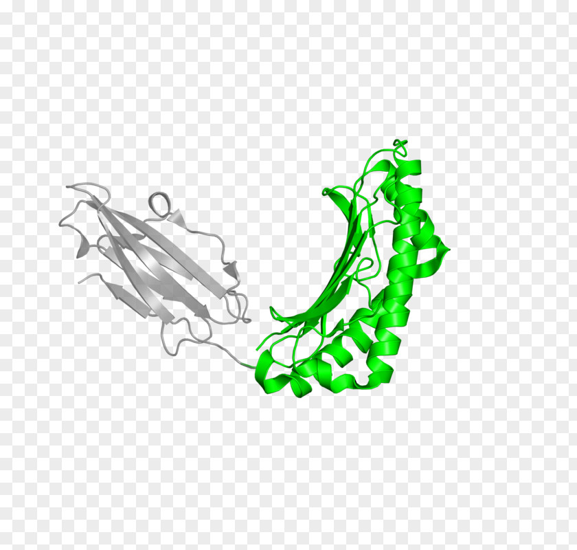 Antigen Graphic Illustration Clip Art Leaf Shoe Logo PNG