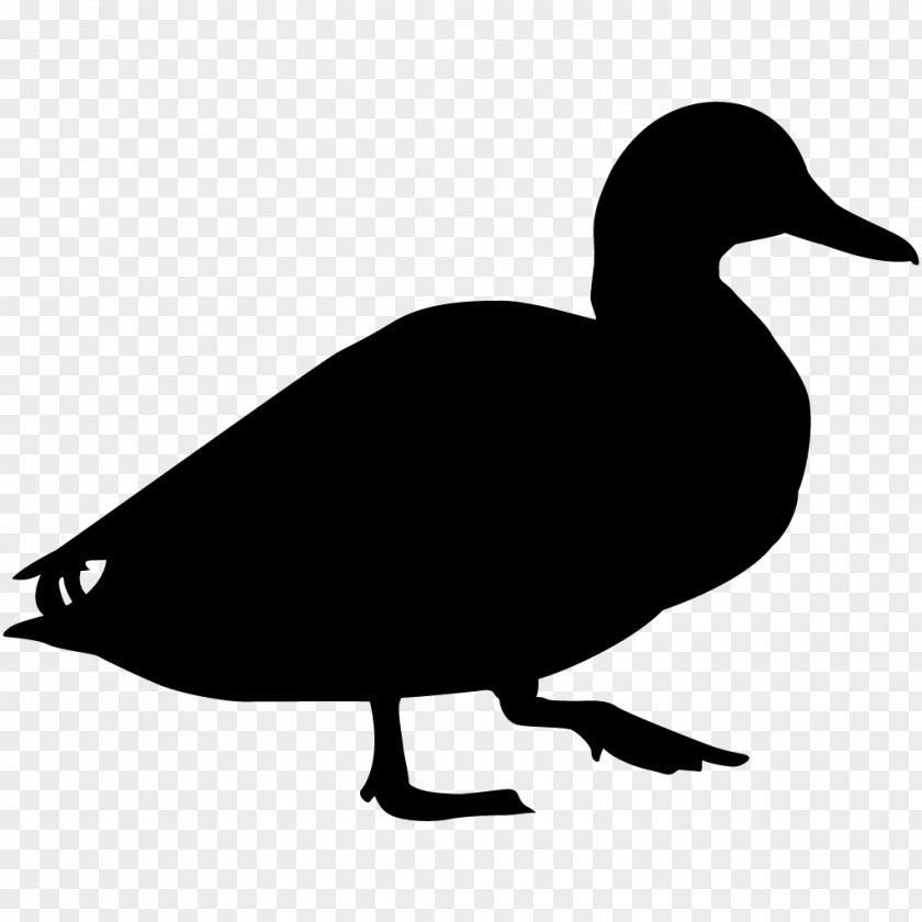 Duck Bird Goose Mallard Cornell Lab Of Ornithology PNG