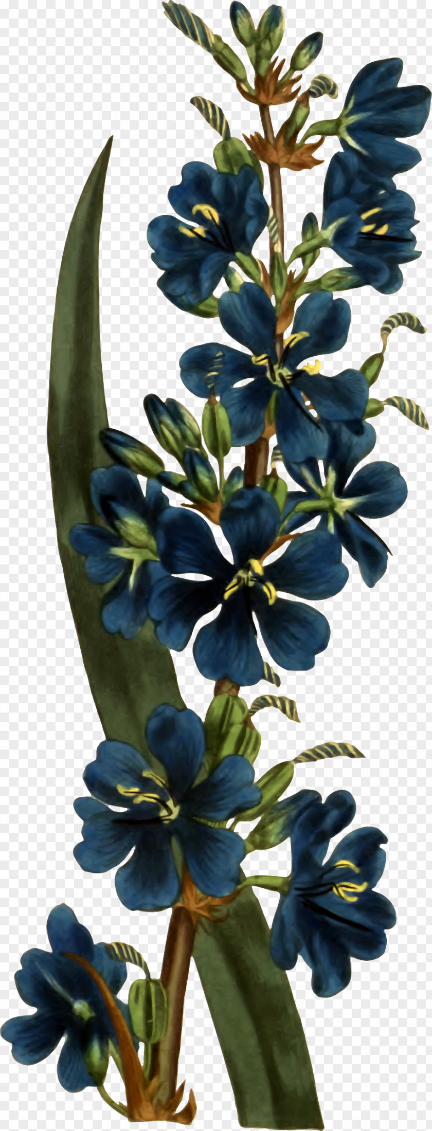 Edible Goods Aristea Botany The Woody Iridaceae: Nivenia, Klattia & Witsenia Botanical Illustration PNG